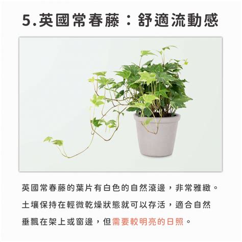 垂掛式植物|室內植物推薦｜ 6 種居家佈置必備室內植物！琴葉榕超 